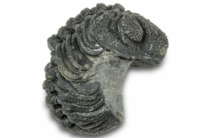 Long, Curled Morocops Trilobite - Morocco #323224